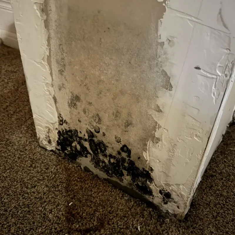 Professional Mold Removal in Charlotte, VT